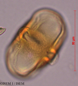ISEM 1/Pouteria_torta_29310/Pouteria_torta_29310_0001(copy)_thumb.jpg
